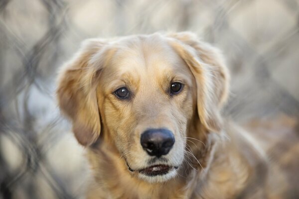 A red -haired dog looks sadly into the distance