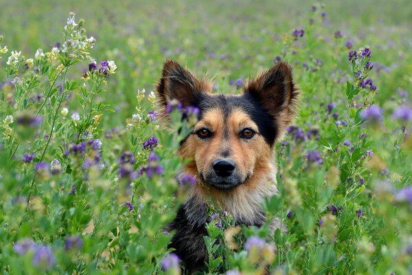 Schöner kleiner schwarzer Hund in Wildblumen