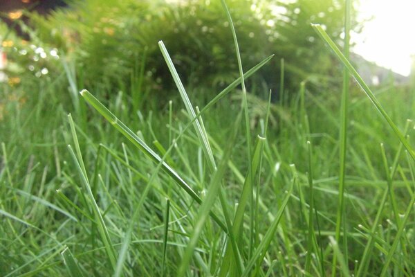 Trova verde nel prato dietro la casa