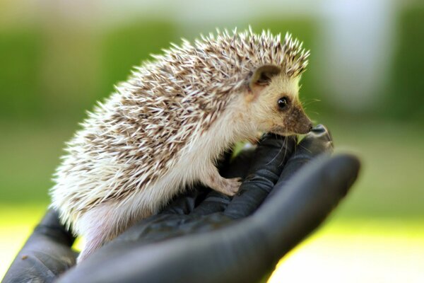 A small prickly hedgehog with a cute face