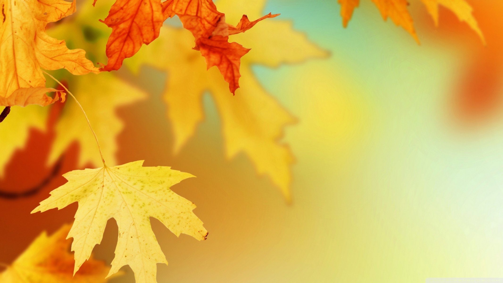 automne feuille 3d