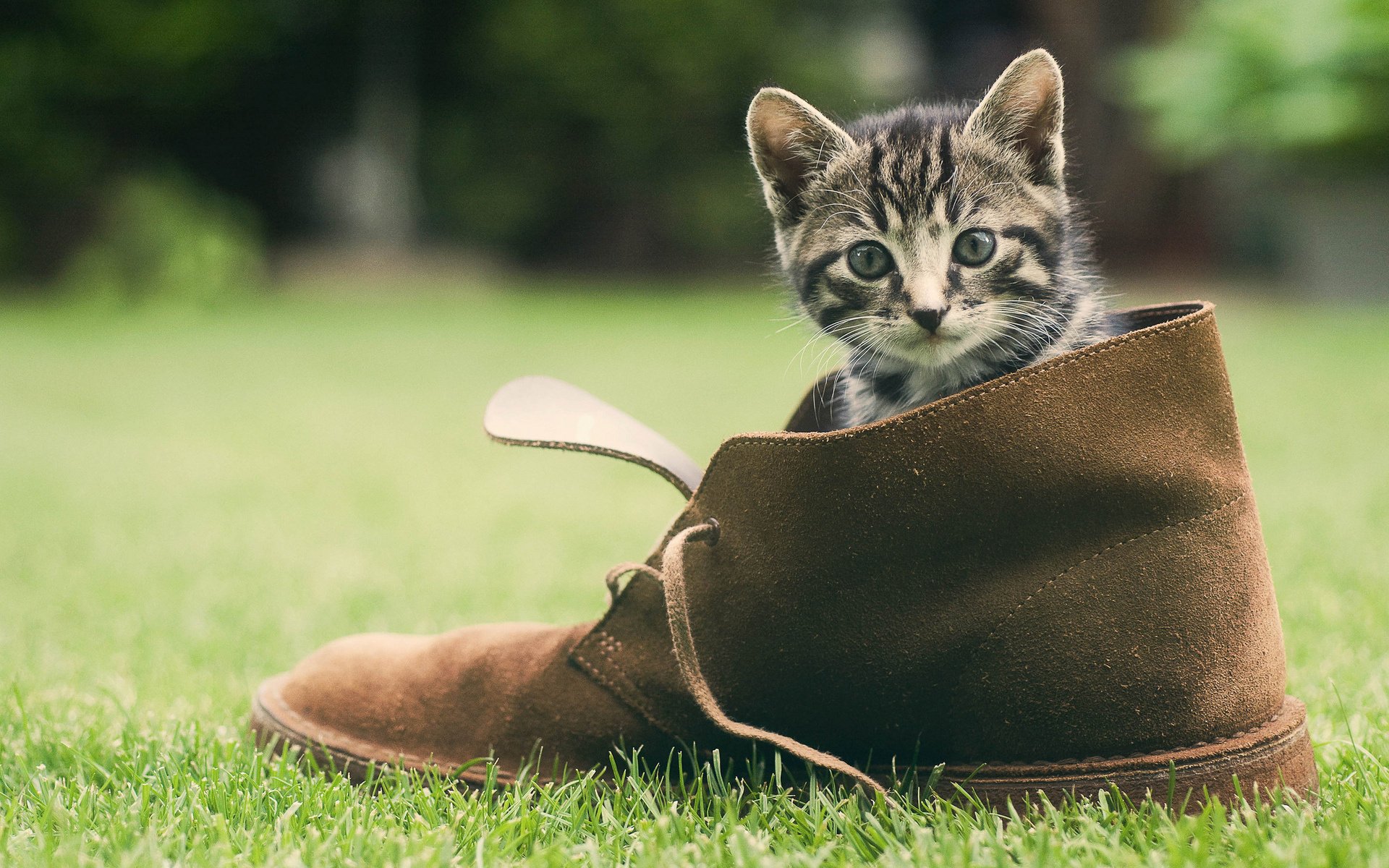 gato verde hierba zapatos cara gatito