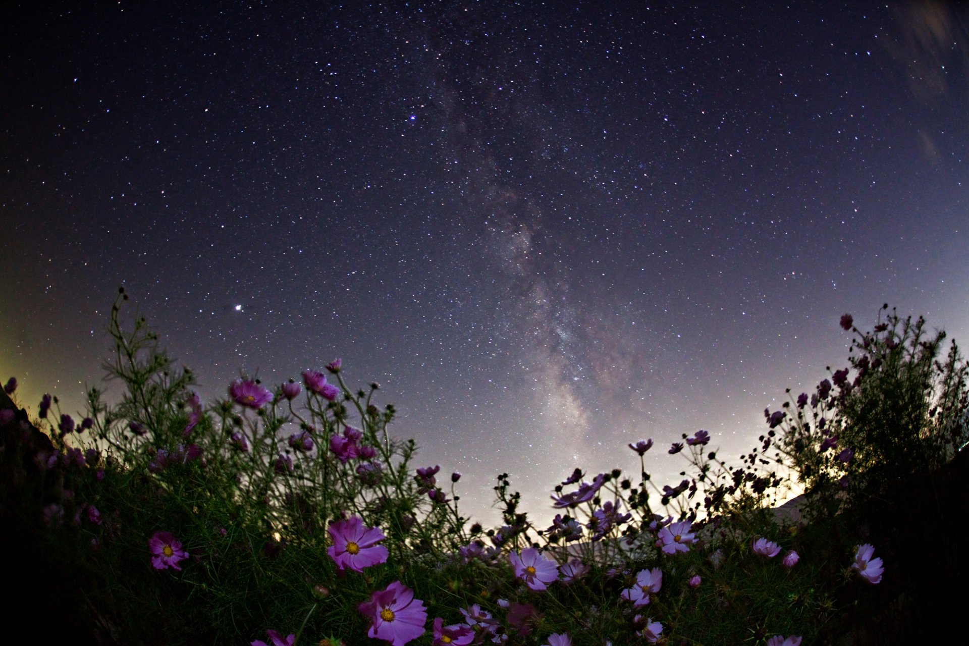 cosmos stars night space milky way flower