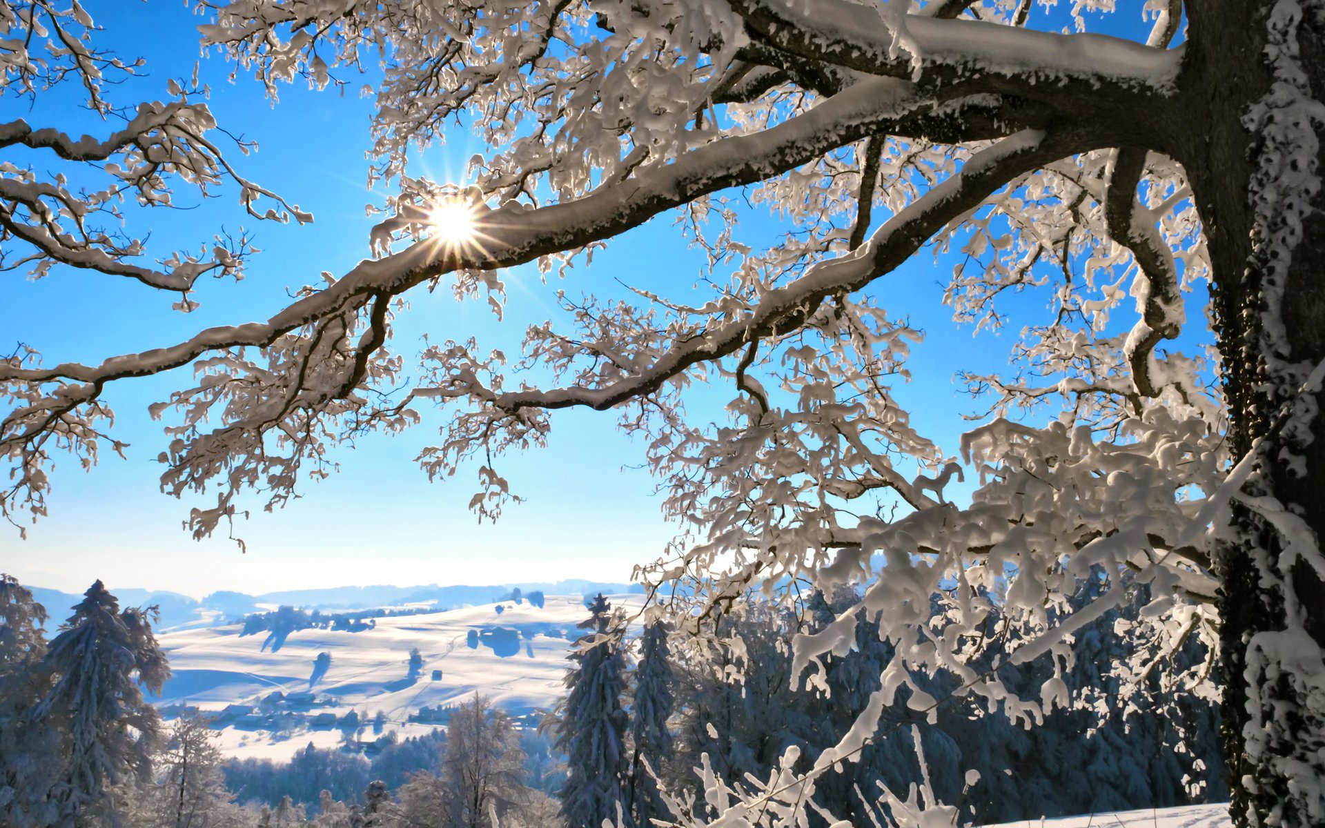 hiver branches suisse montagnes soleil arbre neige