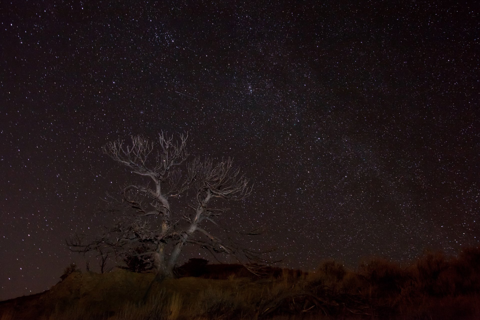 espacio estrellas noche espacio desierto árbol