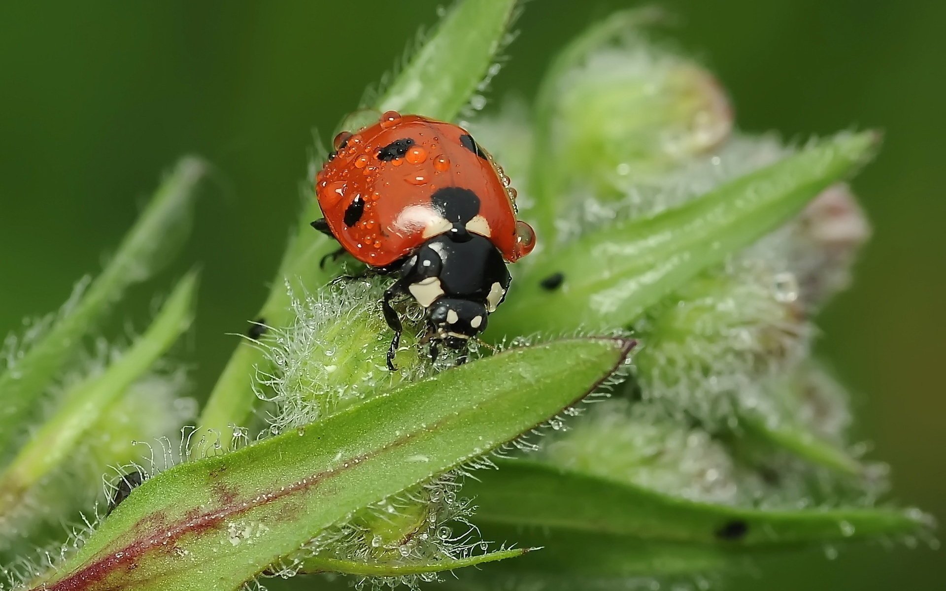 coccinelle coléoptère gouttes rosée insecte feuilles