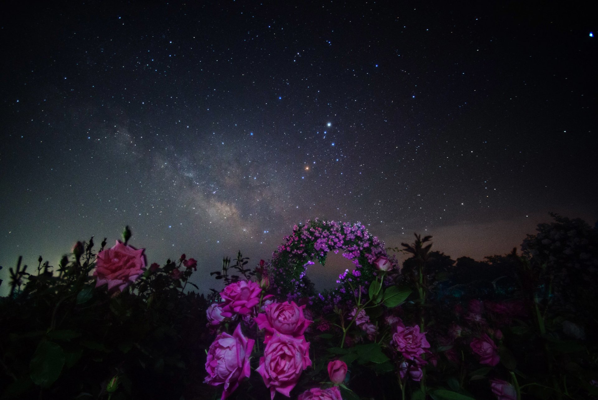 cosmos estrellas noche espacio vía láctea flores rosas