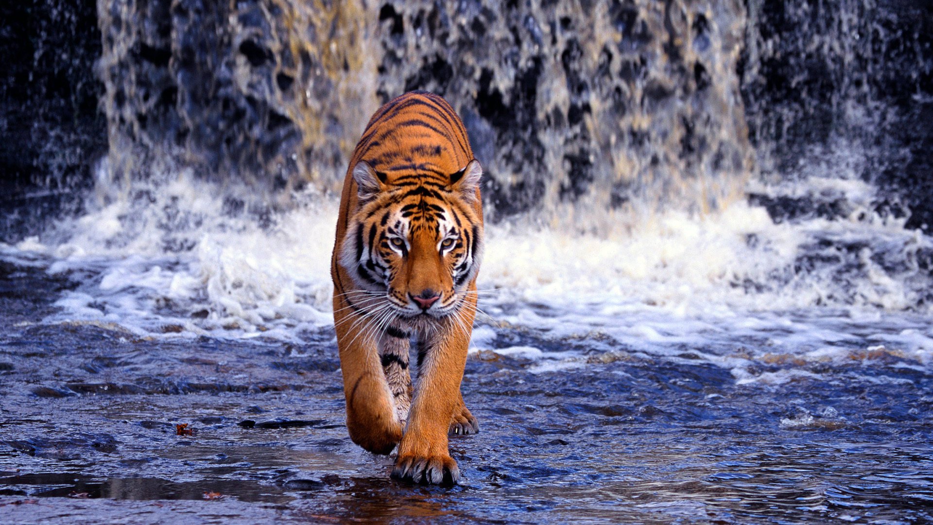 бенгальский тигр водопад вода хищник