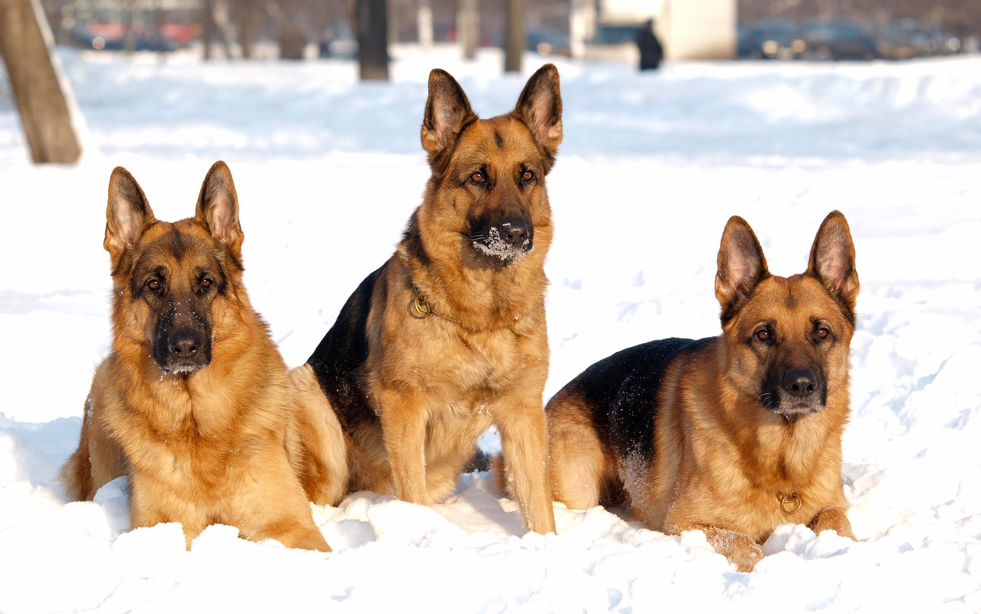 schäferhund schnee winter trinity hund hunde