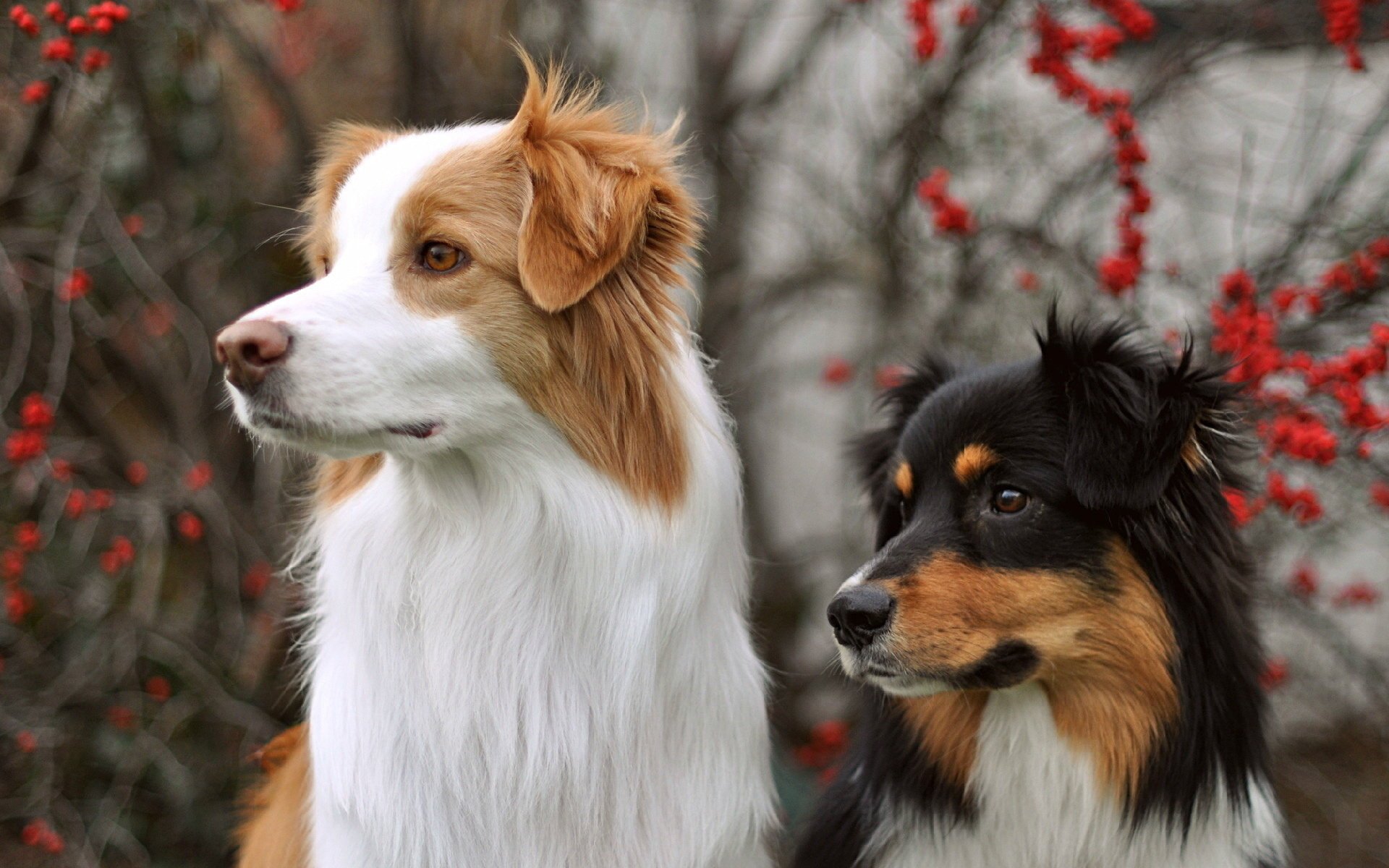 chiens fond vue