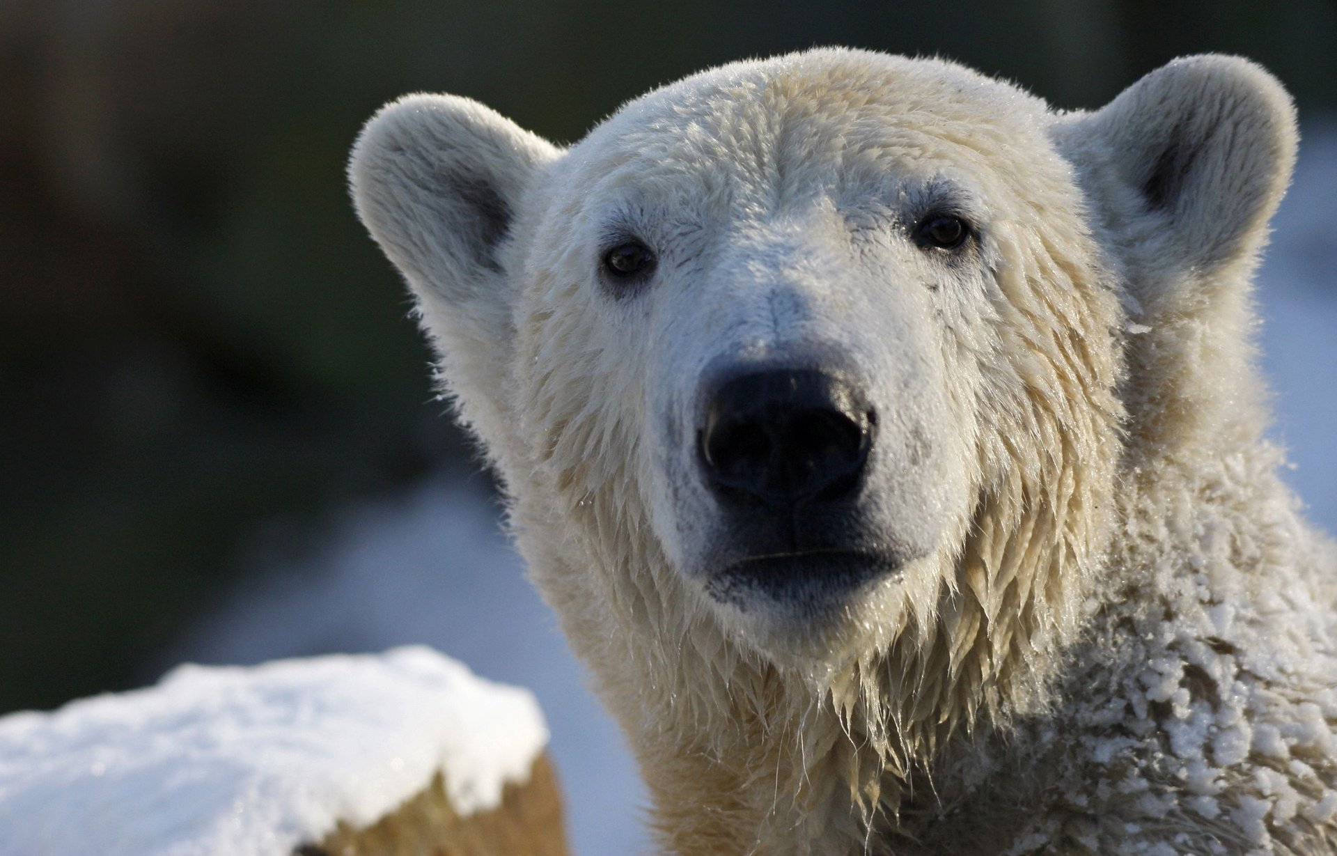 polar bear eisbär blick