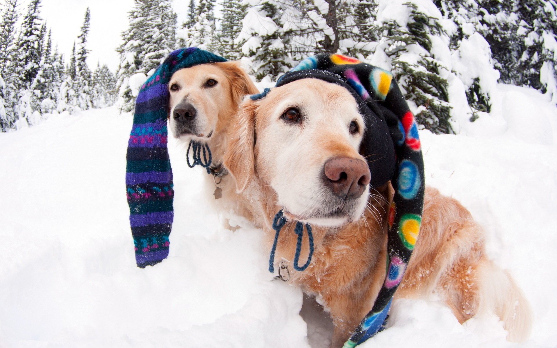 perros sombreros invierno