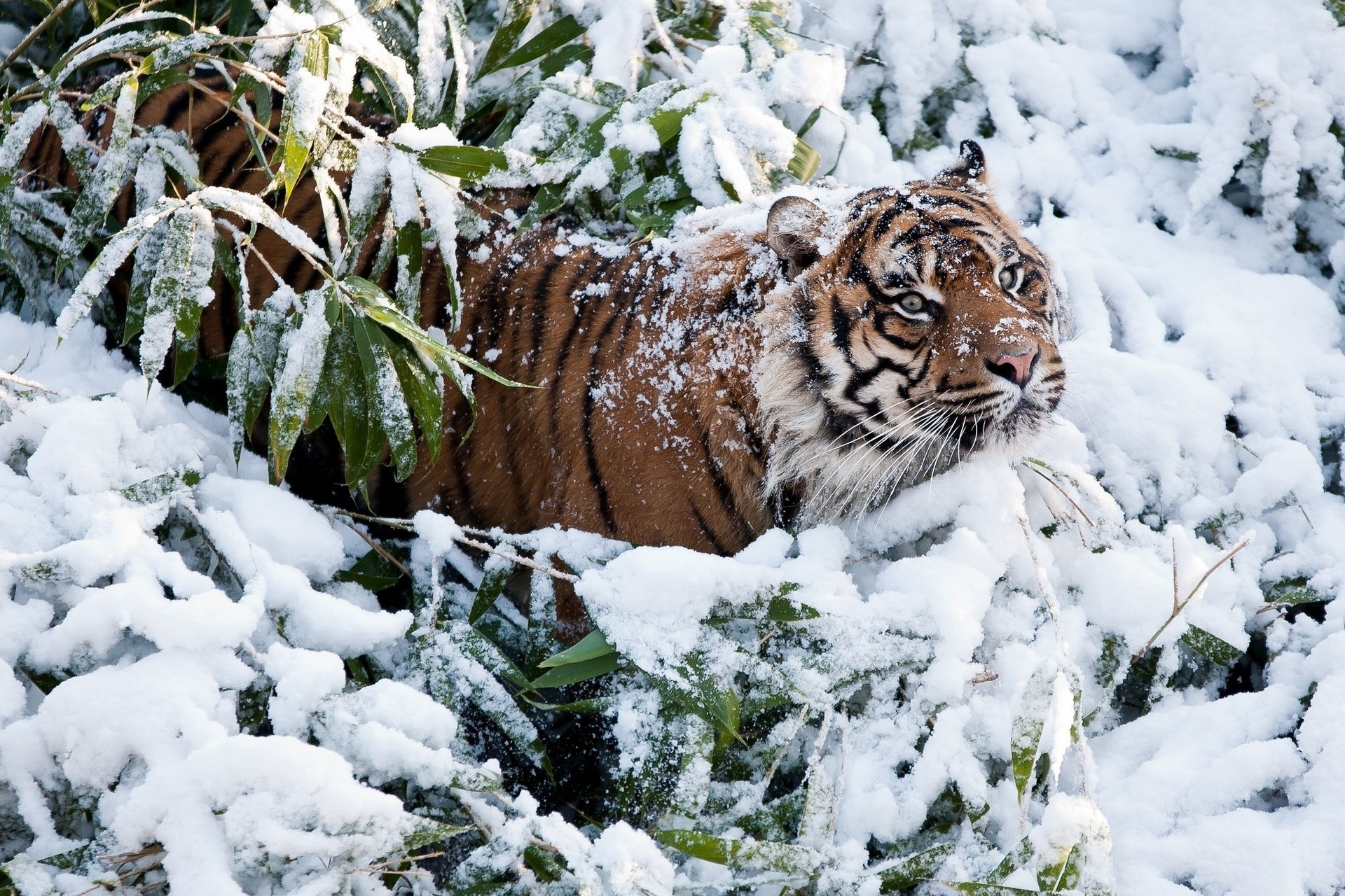 tygrys śnieg zima