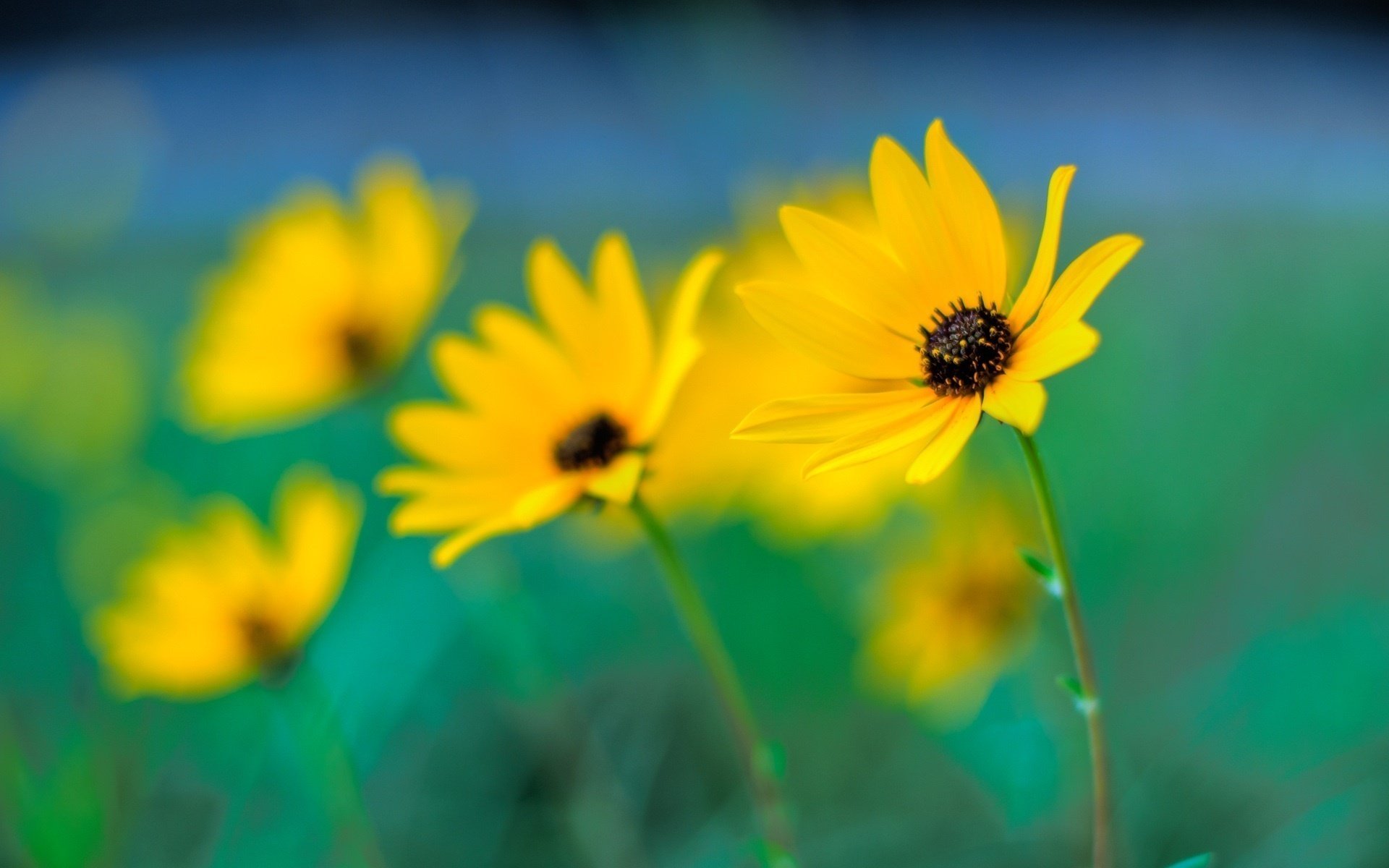 flowers macro yellow bokeh focus blur