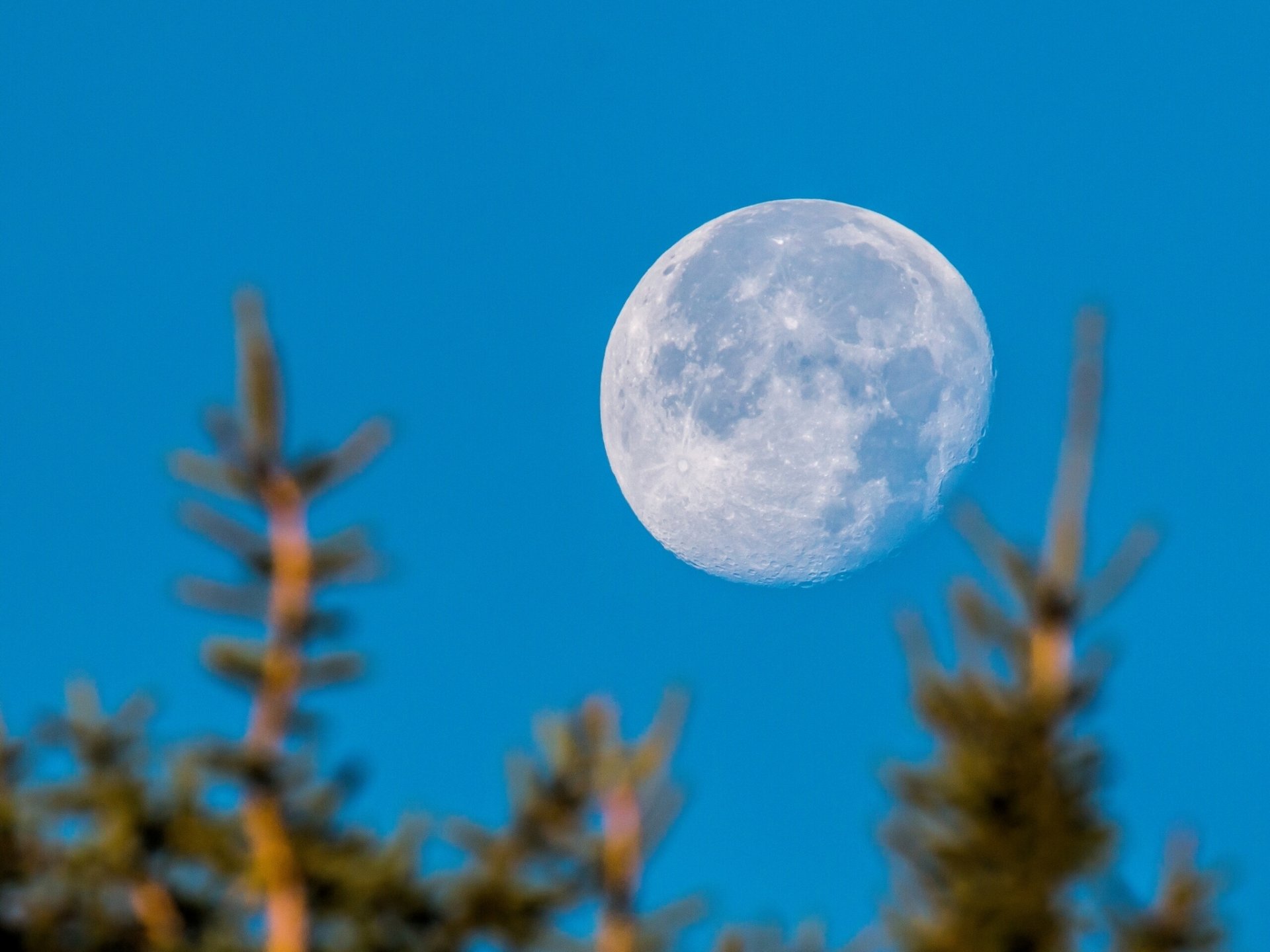 luna pianeta cielo alberi bokeh