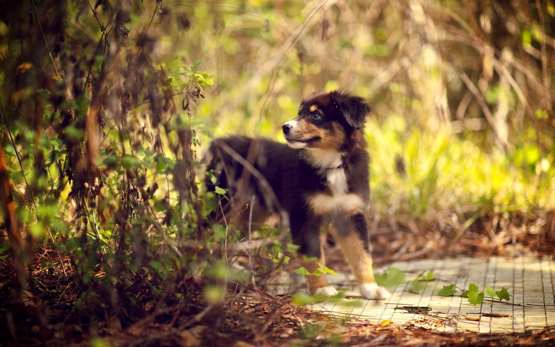 chien chiot forêt