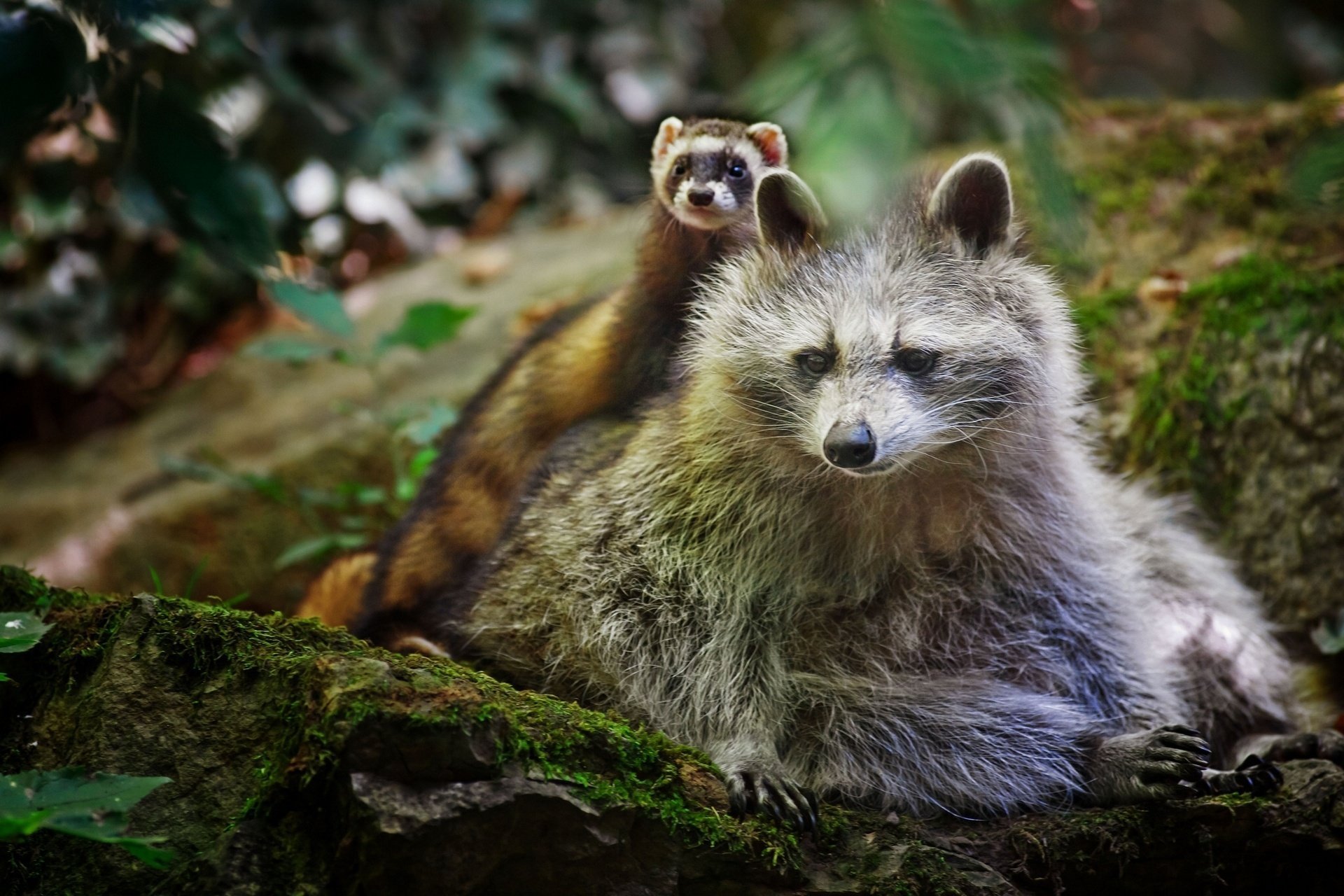 waschbär frettchen freunde