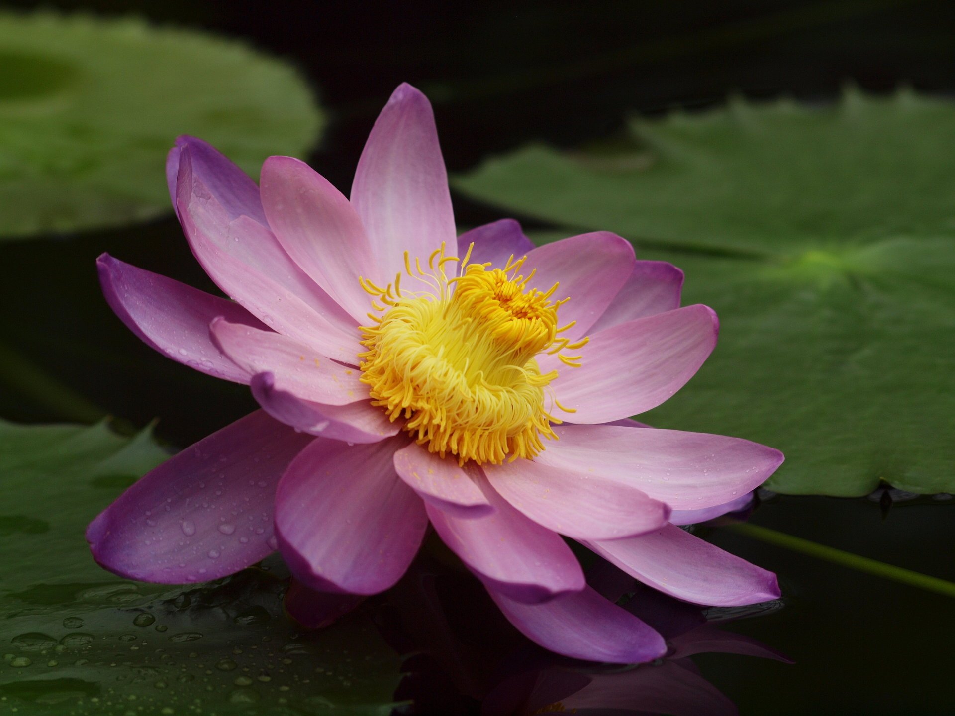 seerose blume teich lotus rosa seerose