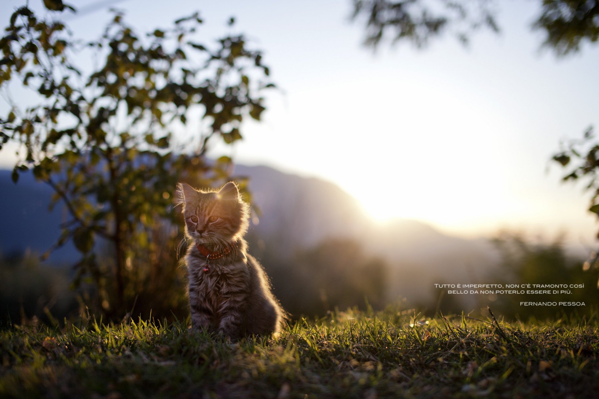 chat mots lumière inscription nature chaton herbe