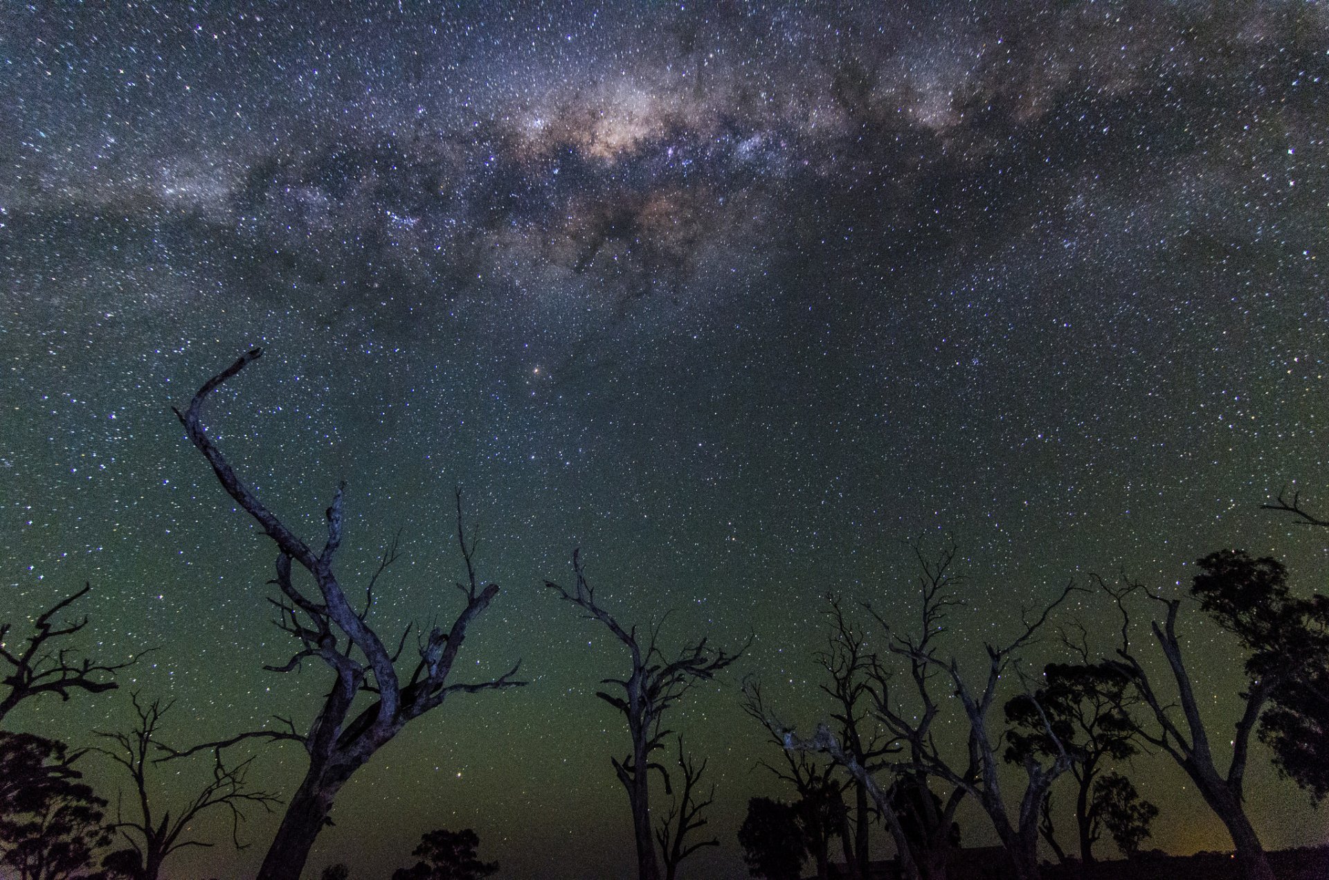 pace star milky way night tree