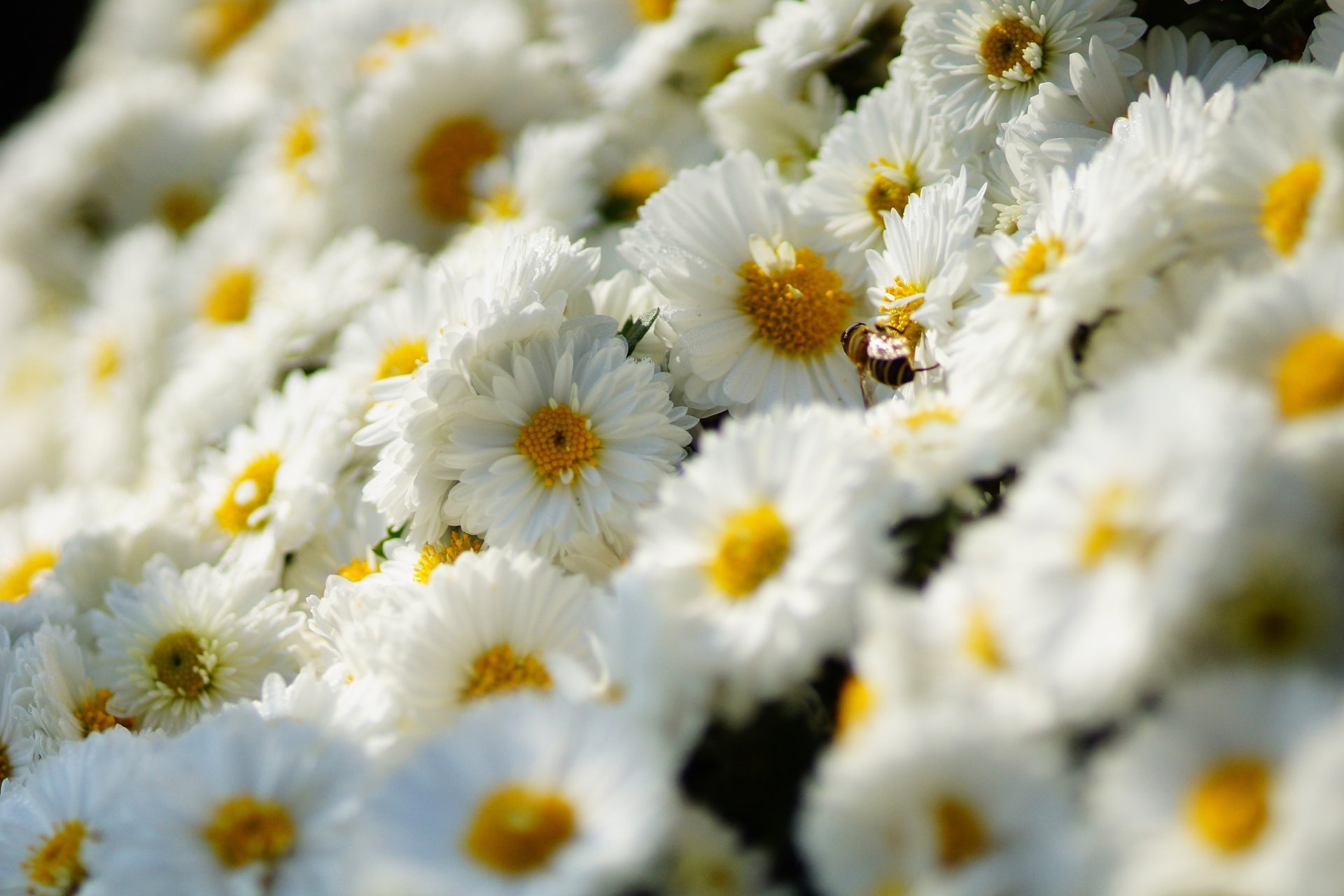 chrysanthèmes fleurs abeille insecte beaucoup blancs