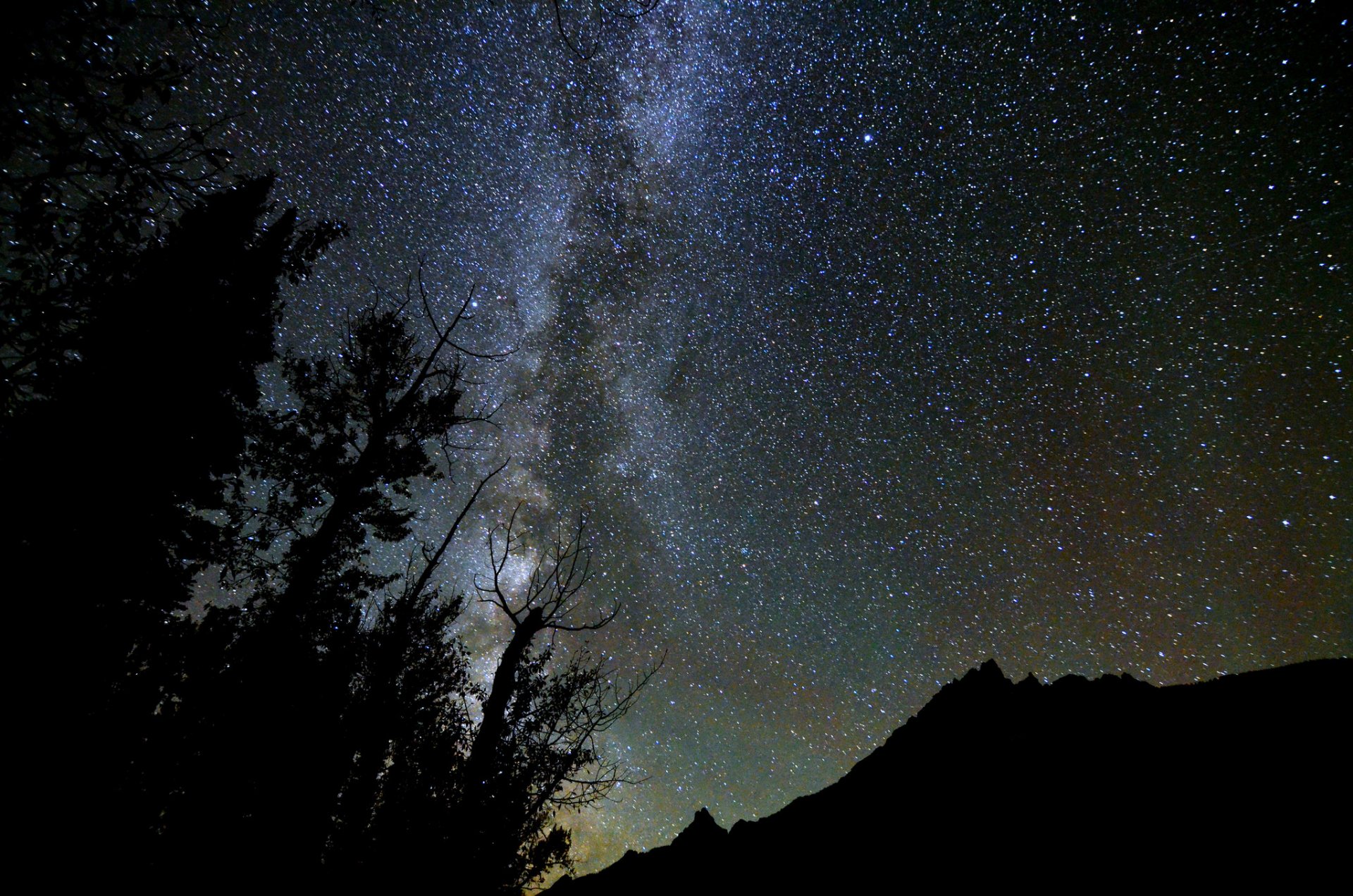 cosmos estrellas noche vía láctea árboles bosque