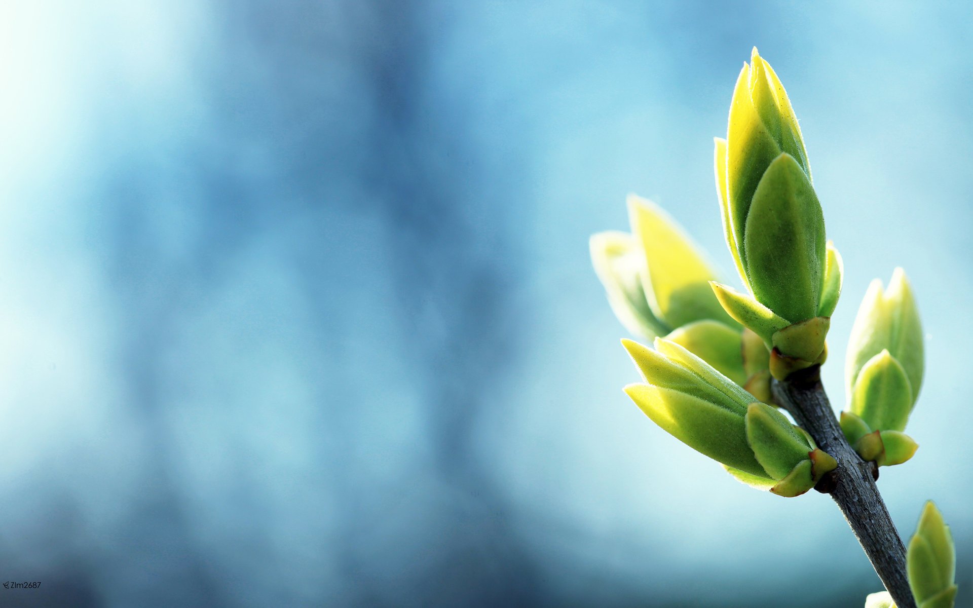 natur zweig baum knospen himmel blauer hintergrund frühling