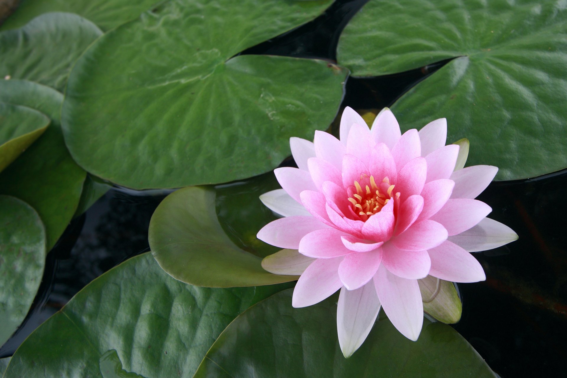 nénuphar nénuphar feuilles rose fleur lotus