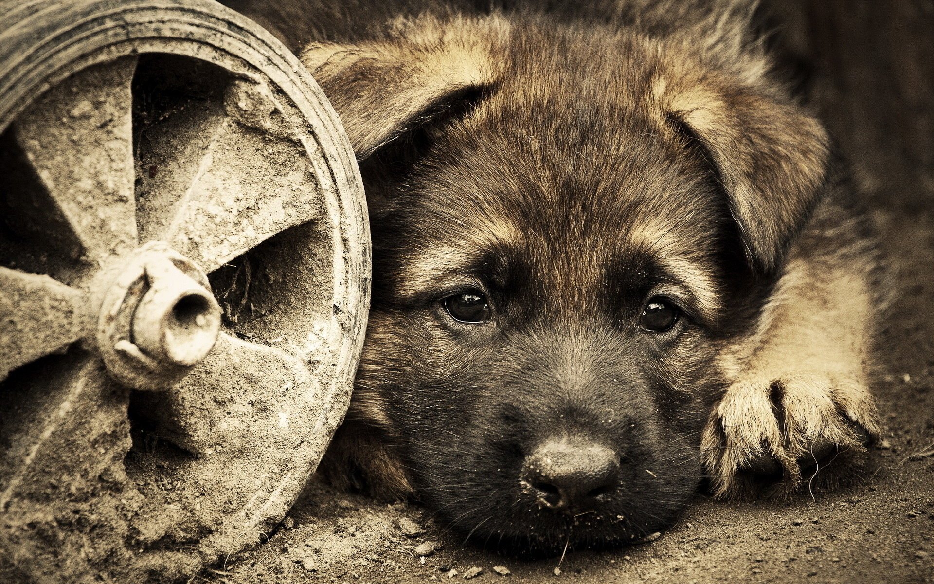 perro mirada cachorro