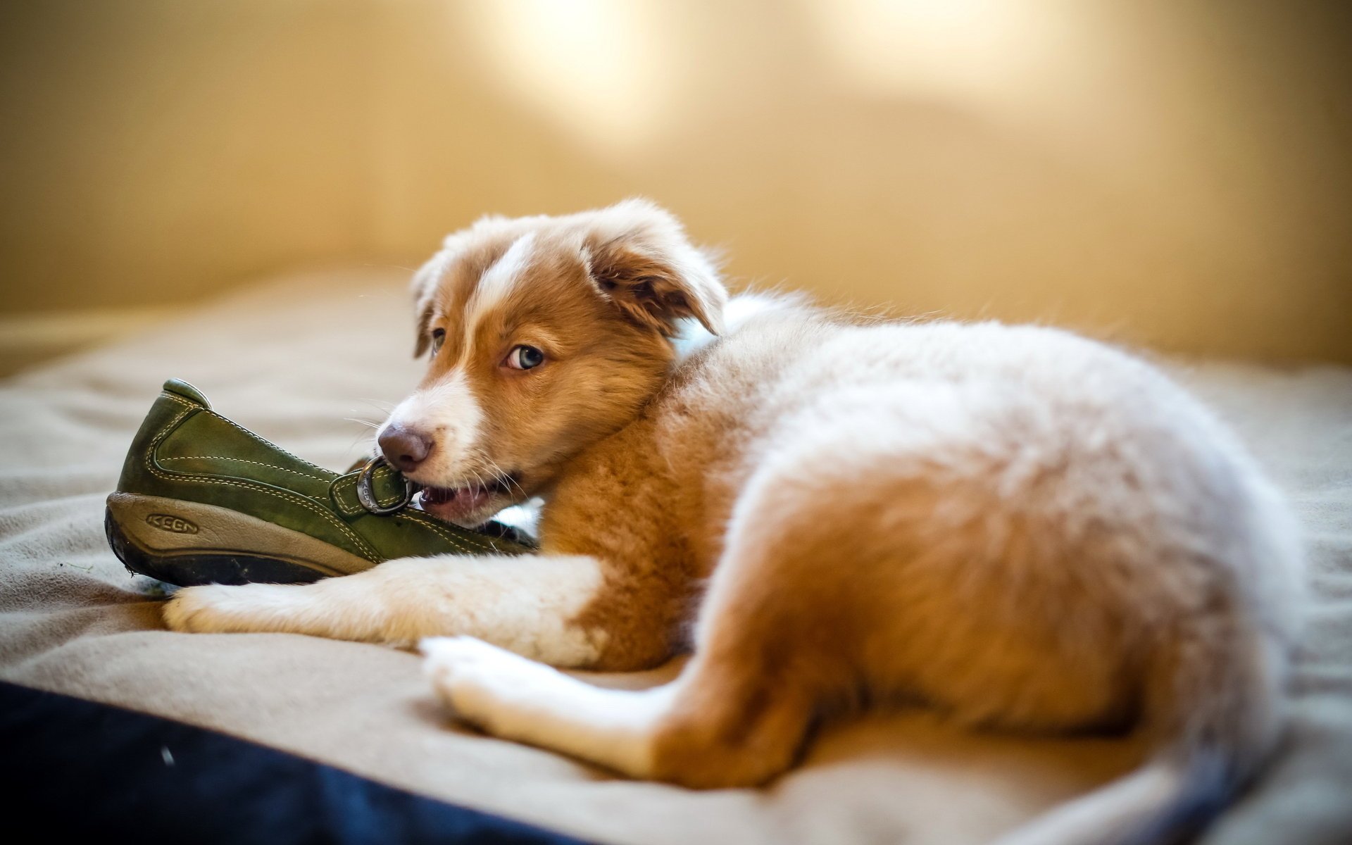 dog puppy shoe