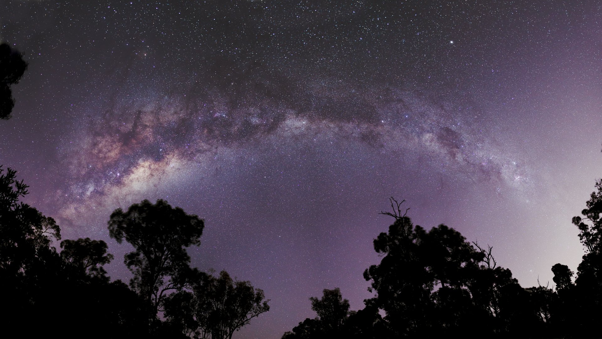 pace star milky way tree