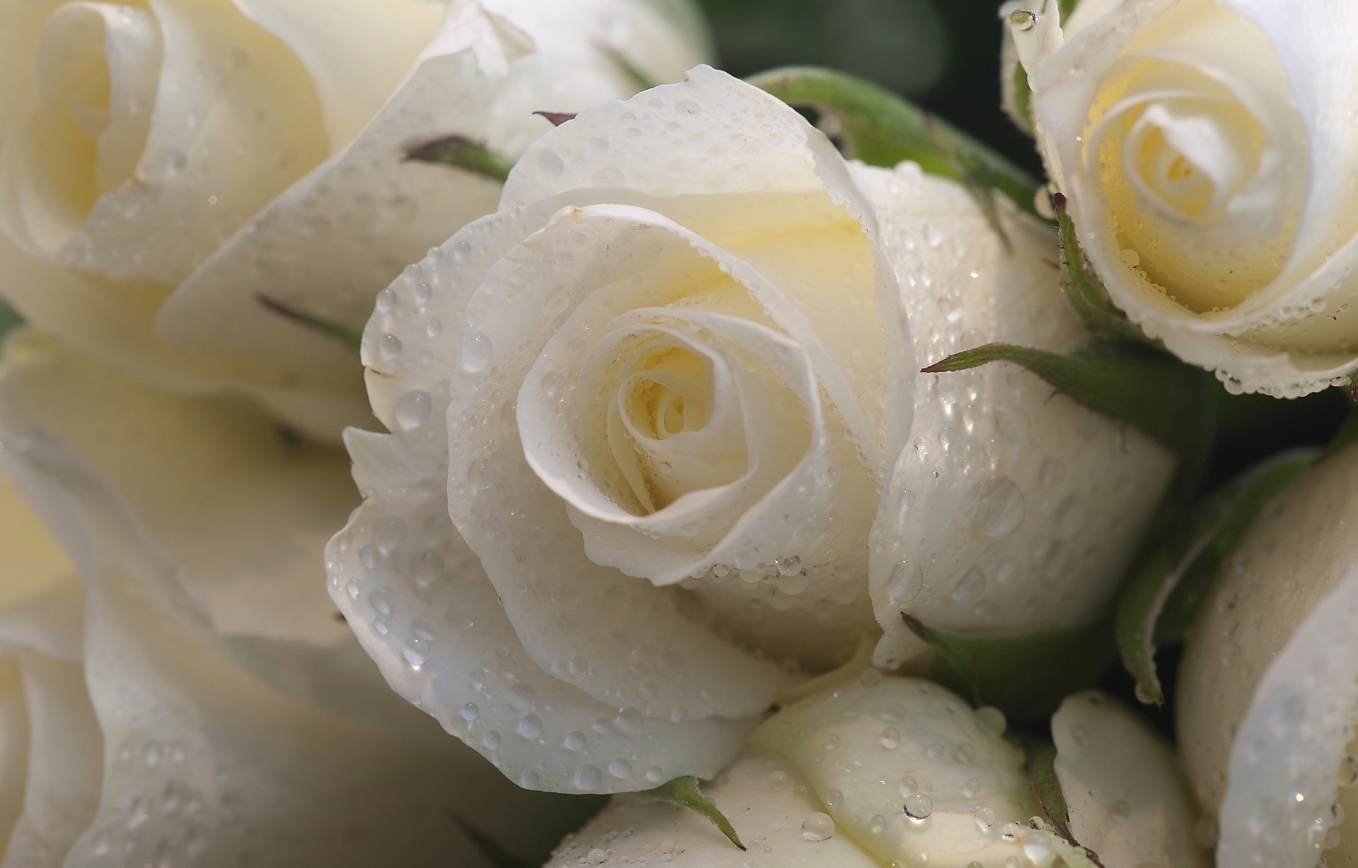 roses fleurs gros plan blanc gouttes