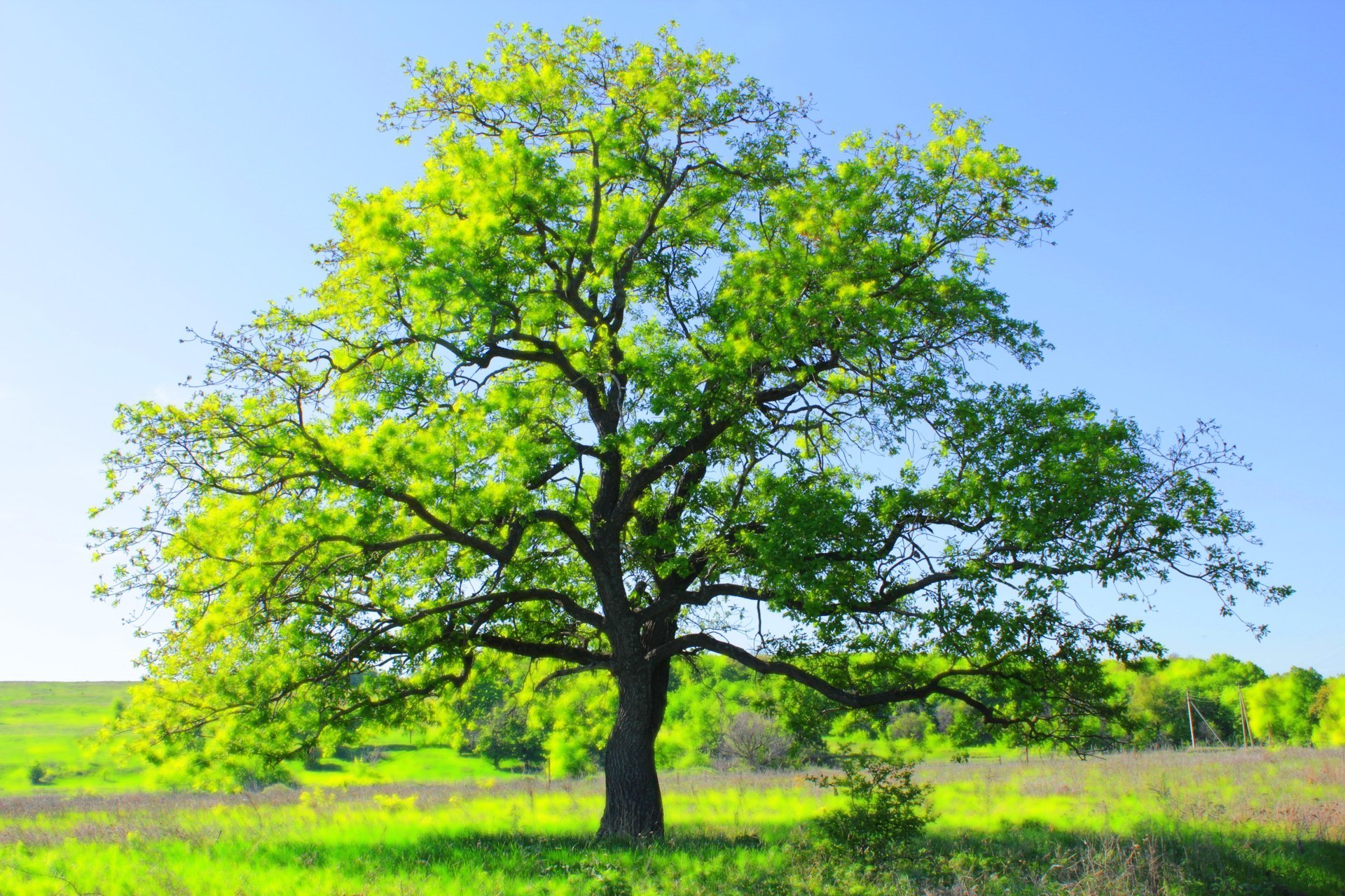 baum natur grün