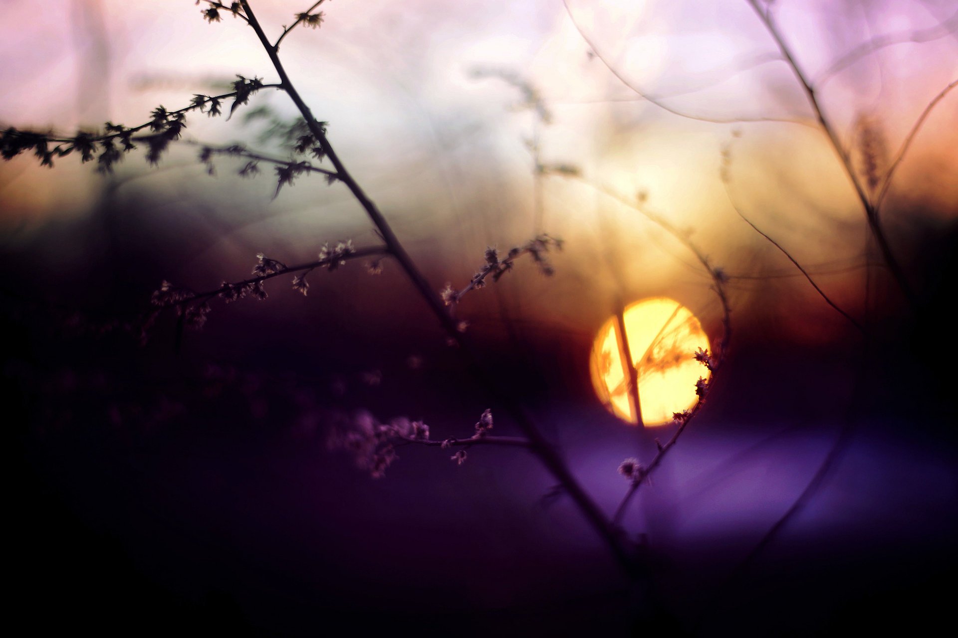 abend sonne makro zweig sonnenuntergang blendung gras