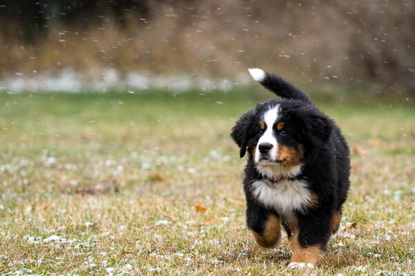 Hund geht unter dem ersten Schnee spazieren