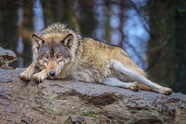 Loup prédateur de la forêt se trouve sur un arbre tombé