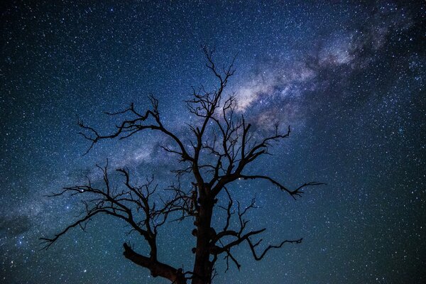 Árbol en el fondo de la vía láctea