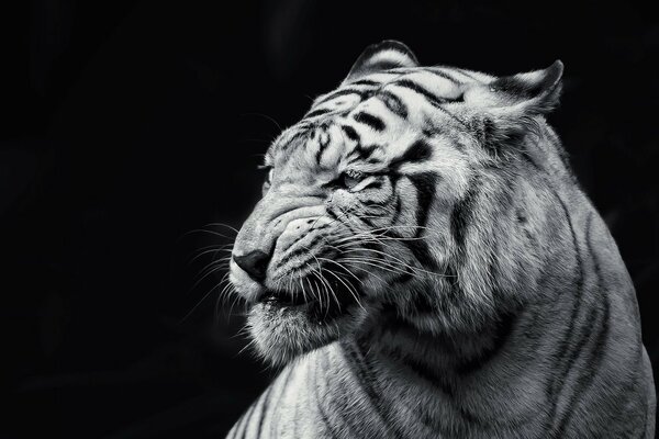 Tigre blanco y negro escalando