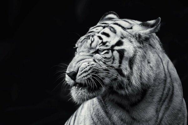 Tigre in bianco e nero schizza