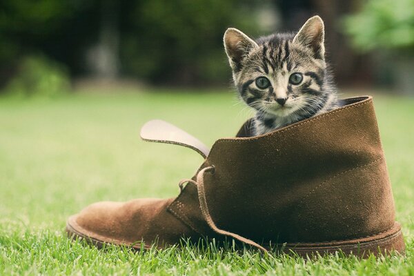 Cute kitten in a brown shoe