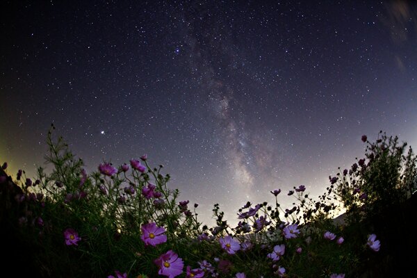 Flores de serenidad en el fondo de la noche, el cielo estrellado con la vía láctea