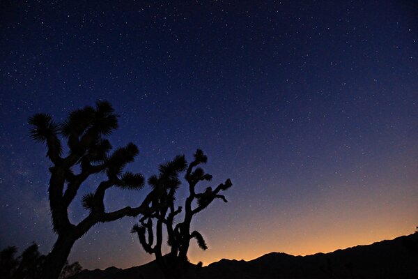 Los árboles y el cielo estrellado crean un hermoso contraste