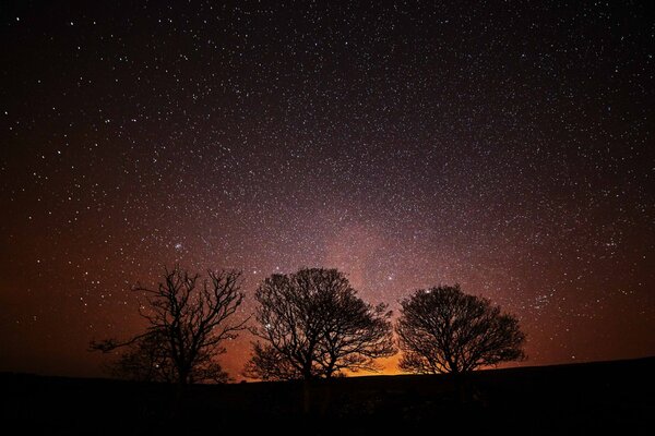 Silhouetten von Bäumen vor dem Hintergrund der untergehenden Sonne und des Sternenhimmels
