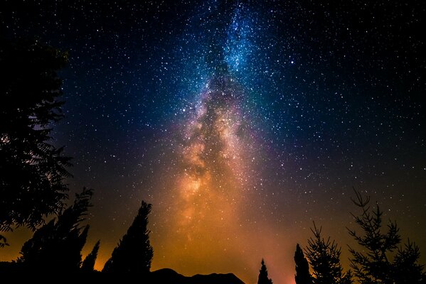 Silhouettes of trees against the starry sky