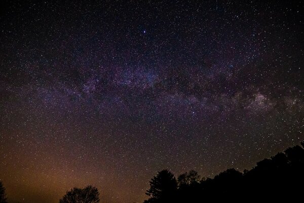 The star-studded sky against the background of the forest tops