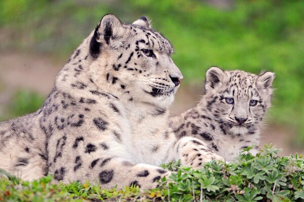 Snow Leopard mamma con il suo bambino