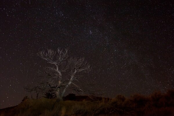 Albero secco solitario sullo sfondo della Via Lattea