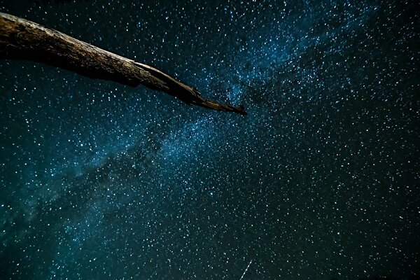 En el cielo nocturno y estrellado, un tronco en el fondo de la vía láctea