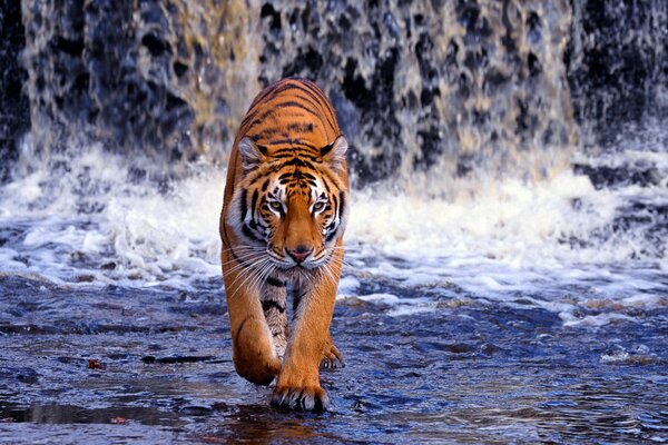 Powerful and formidable as a waterfall