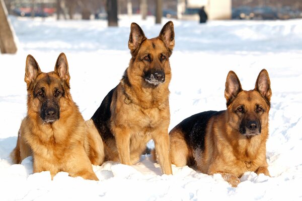 Three shepherd dogs in the snow